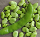 Fava com casca